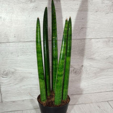 Сансевиерия цилиндрическая 