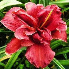 Лілійник махровий Double Firecracker