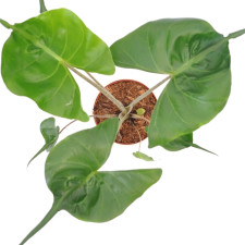 Алоказия Стингрей