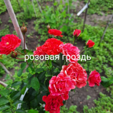 Троянда штамбова Рожеве Гроно Рожева