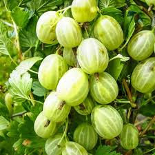 Крыжовник Кубанец