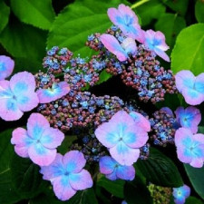 Гортензия пильчатая Вирле, Veerle