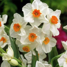 Нарцисс таццета Geranium