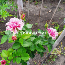 Троянда штамбова Кучерявий Пінчер