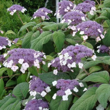 Гортензия шершавая Макрофила, Macrophylla