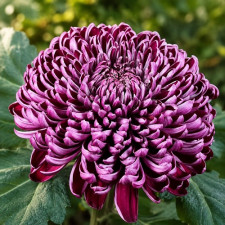 Хризантема крупноквіткова Gilbert Leigh Purple 