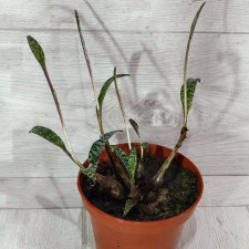 Сукуленти Scilla socialis miner (ледебурия)