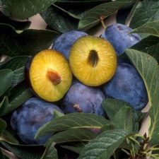 Слива Богатирська