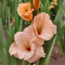 Гладиолус Apricot Beauty
