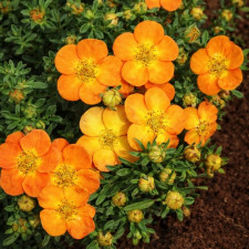 Лапчатка кустарниковая Мандарин Танго