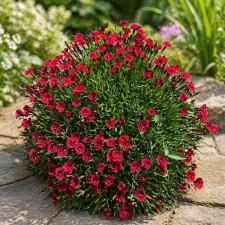 Гвоздика садова Badenia Red