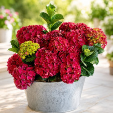 Гортензия крупнолистная Magical "Ruby Red"