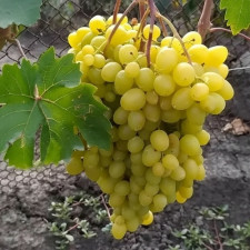 Виноград кишмиш Парфюм