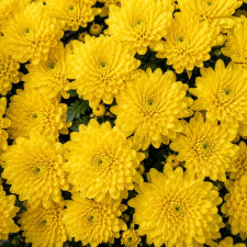 Хризантема гілкова Altaj Yellow