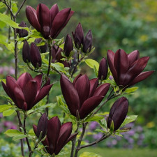 Магнолія бруклінська Black Beauty