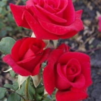 Троянда чайно-гібридна Апопочка