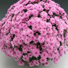 Хризантема мультифлора Branfountain Pink (Бранфонтан Пинк)
