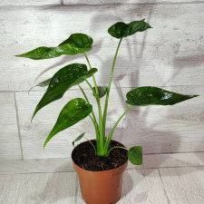 Алоказія клобучкова ALOCASIA CUCULLATA 40 см