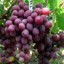 Виноград столовый Эверест