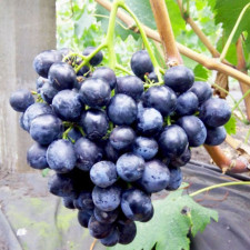 Виноград Сфинкс