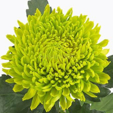 Хризантема крупноцветковая Jade Green (127)