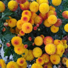 Хризантема мультифлора Gels Golden (26)