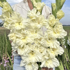 Гладиолус гофрированный Sweet Crystal