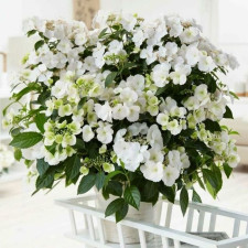 Гортензия ампельная Сбежавшая невеста, Runaway Bride