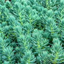 Очиток Blue Spruce