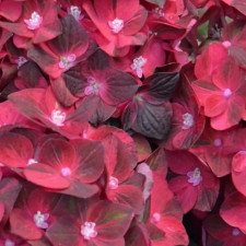 Гортензия крупнолистная Magical "Dark Ruby"