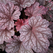 Гейхера гибридная Plum Power