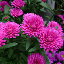 Айстра новобельгійська Showmakers "Pretty Pink"