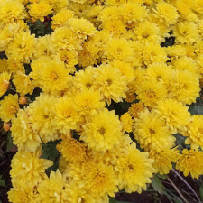 Хризантема мультифлора Padre Yellow (4)