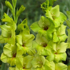 Гладиолус Prima Verde