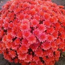 Хризантема мультифлора Bransky Plum (40)