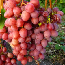 Виноград Красная Планета