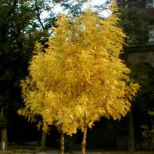 Ясень обыкновенный золотолистный ("Golden Desert")