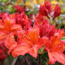 Азалия гибридная Фейерверк, Feuerwerk