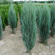 Ялівець скельний Сільвер\Juniperus scopulorum Silver Star