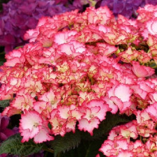 Гортензия крупнолистная Френч Канкан Роуз, French Cancan Rose