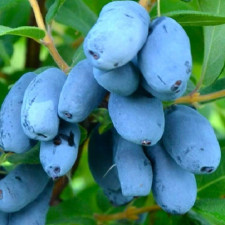 Жимолость съедобная Сердце Гиганта, поздняя