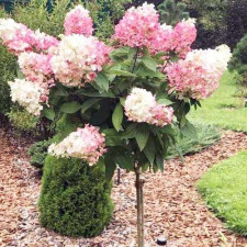 Гортензия метельчатая на штамбе Vanille Fraise