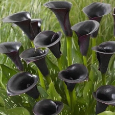 Калла Блек Даймонд, Black Diamont