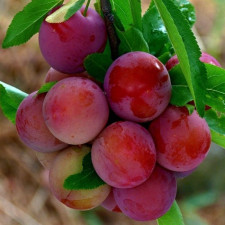 Слива диплоидная Кубанская комета