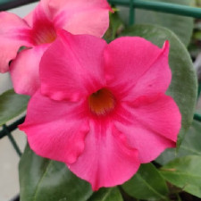Дипладения Фуксия Пинк, Fuchsia Pink