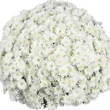 Хризантема мультифлора Fair White (Фаер Вайт)