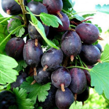 Крыжовник Бесшипный