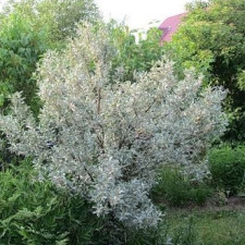 Лох Серебристый 