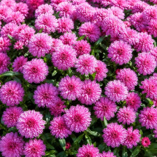 Астра новобельгийская Showmakers "Baby Pink"