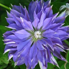 Клематис Teshio